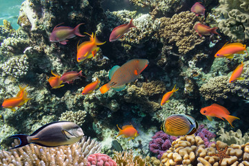 Fototapeta na wymiar Podwodny shoot żywej rafy koralowej z ryby