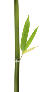 Bamboo leaves and stalks isolated on white background