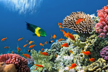 Tropical Fish on Coral Reef in the Red Sea