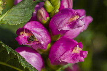 Spike of pink flowers with bee