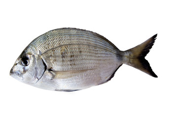 Fresh sargus on white background