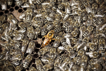 Macro shot of bees