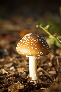 autumn forest mushrooms