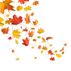 Obraz premium Autumn falling leaves