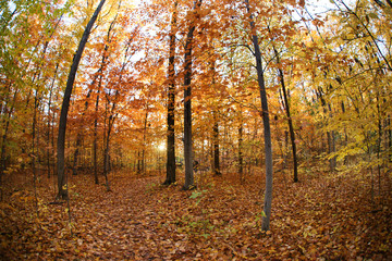 Autumn forest