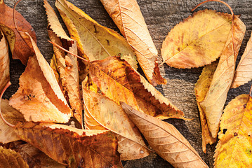 Autumn Leaves over wooden background