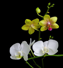 Fototapeta na wymiar żółte i białe orchidee na czarnym tle
