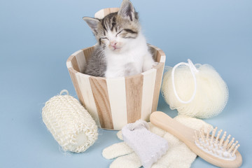 kitten sitting on colored background