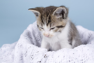 kitten sitting on colored background