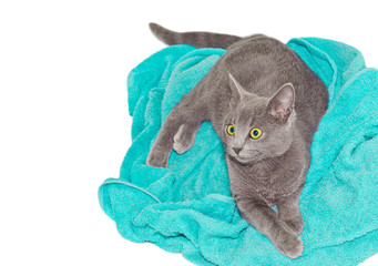 the Britannic cat lying on a turquoise towel