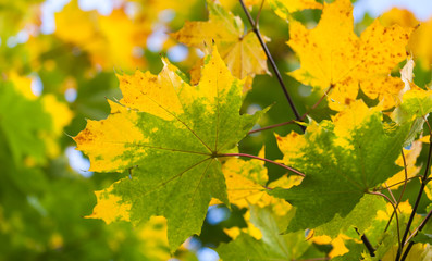 Naklejka na ściany i meble Yellow and green autumn maple leaves background. Selective focus