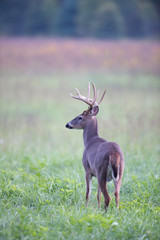 White-tailed deer buck in foggy meadow