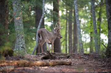 Large white-tailed deer buck