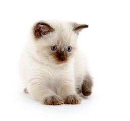 Cute kitten playing on white
