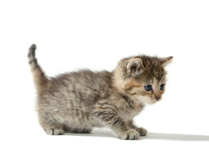 Cute tabby kitten