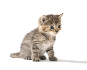 Cute tabby kitten