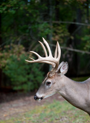 Large white-tailed deer buck