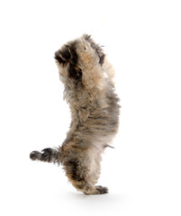 Shih tzu puppy begging for treat