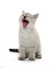 Cute kitten yawning on white