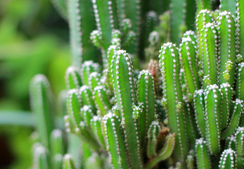 Close up of cactus plants