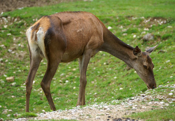 Red deer