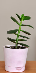 Small jade tree in pink flower pot