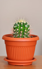 Small cactus in a pot