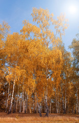 herbstlicher Birkenwald