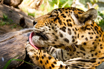 Portrait of Leopard/Jaguar licking his paw