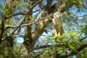 sitting on the tree monkey with blue skyes