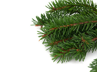 christmas tree (spruce) border