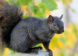 Black Squirrel