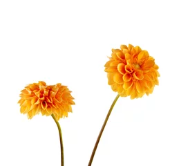 Zelfklevend Fotobehang Dahlia oranje dahlia geïsoleerd