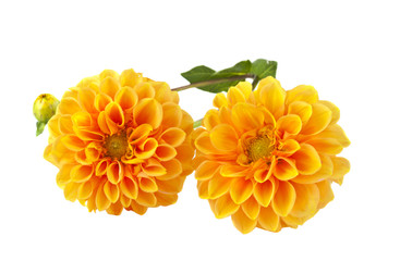 orange dahlia isolated