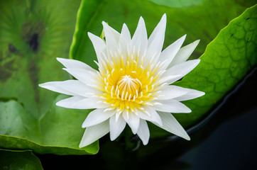 white lotus on green background