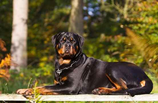 Sport Rottweiler รูปภาพSporthund – เลือกดูภาพถ่ายสต็อก เวกเตอร์ และวิดีโอ702 | Adobe Stock