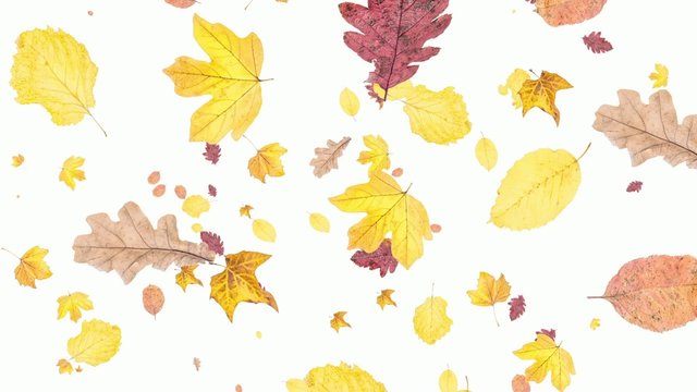 Leaves falling down on white background