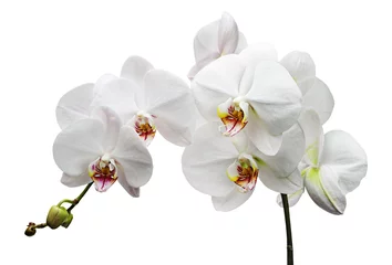 Afwasbaar Fotobehang Orchidee Branch with white flowers orchids