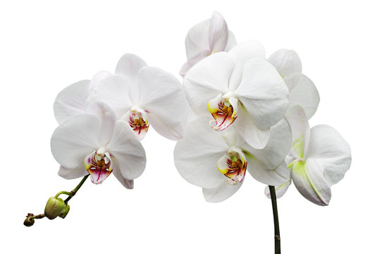 Fototapeta Branch with white flowers orchids