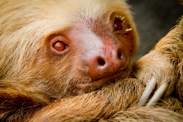 A young awake sloth in Ecuador South America © Fotos 593