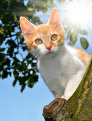 cat in a tree