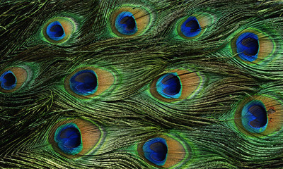 Fototapeta premium Texture Feathers Peacock