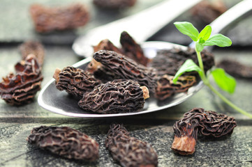 Speisepilze , Morchel