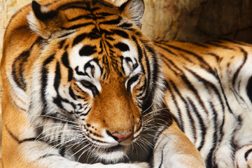 Fototapeta na wymiar Tygrys bengalski