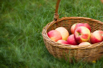 Apples in wicker basket on the grass