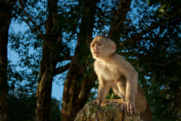 Little capuchin Monkey in the wild starring at the sunset