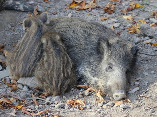 Frischlinge kuscheln mit großer Schwester