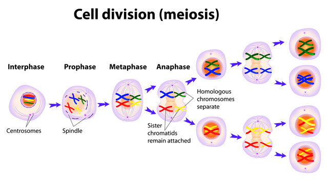 Get Steps Of Meiosis With Pictures Images