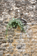 Wall with flower
