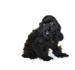 Cocker Spaniel Puppy